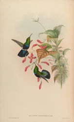 Eulampis chlorolaemus = Eulampis holosericeus chlorolaemus